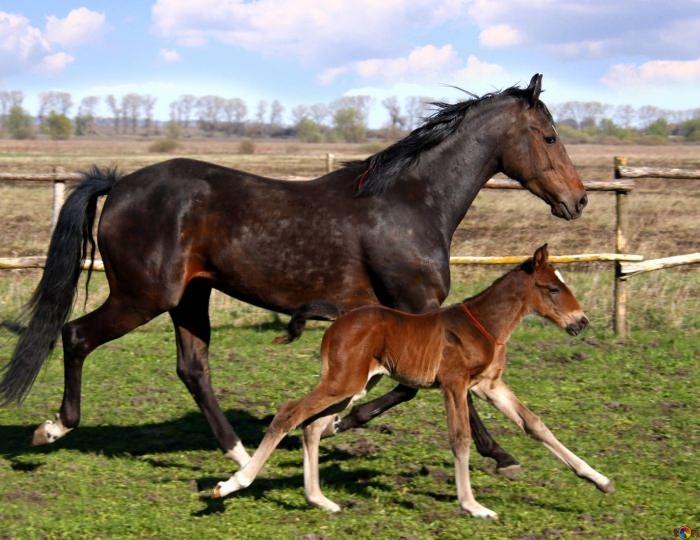 Иппотерапия - Санаторий «Вороново»