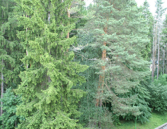 Стандарт 2-местный 1-комнатный корпус № 1 с видом на лес - Санаторий «Вороново»